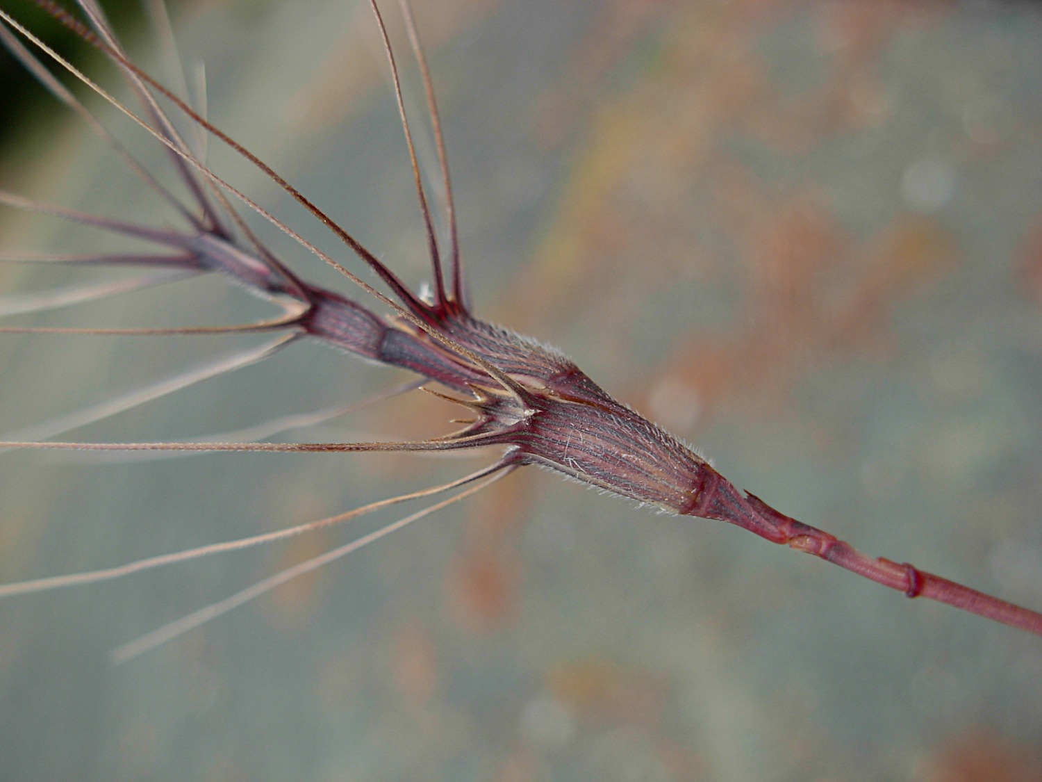 Aegilops triuncialis  (=Triticum triunciale) / Cerere allungata